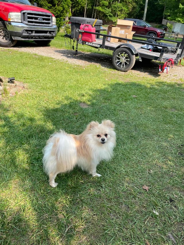 Pomeranian Puppies media 2