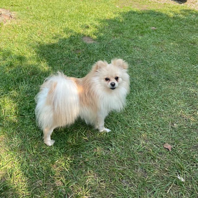 Pomeranian Puppies media 3