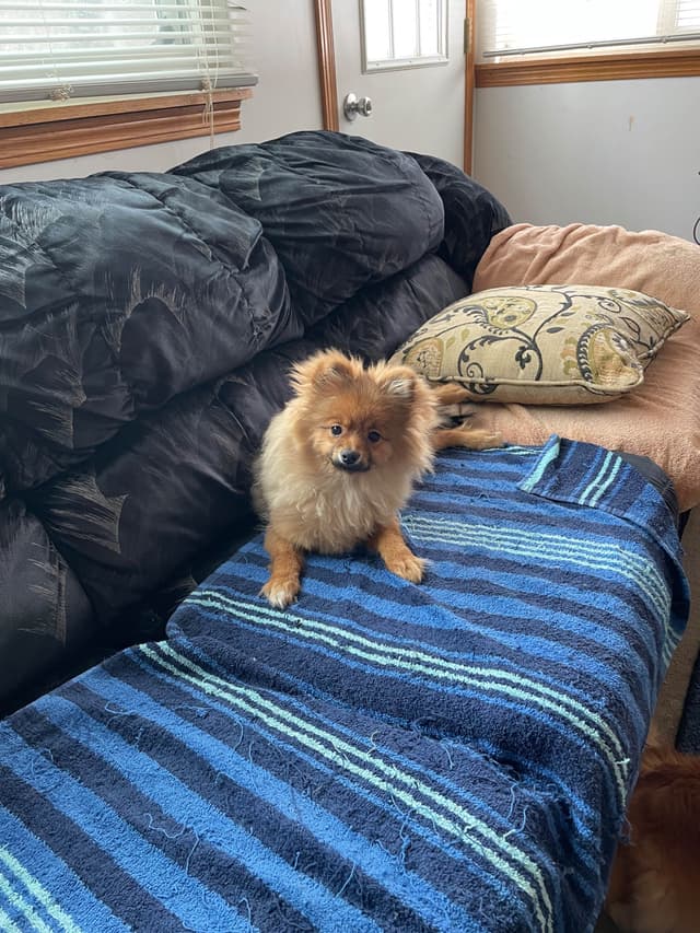 Pomeranian Puppies media 2