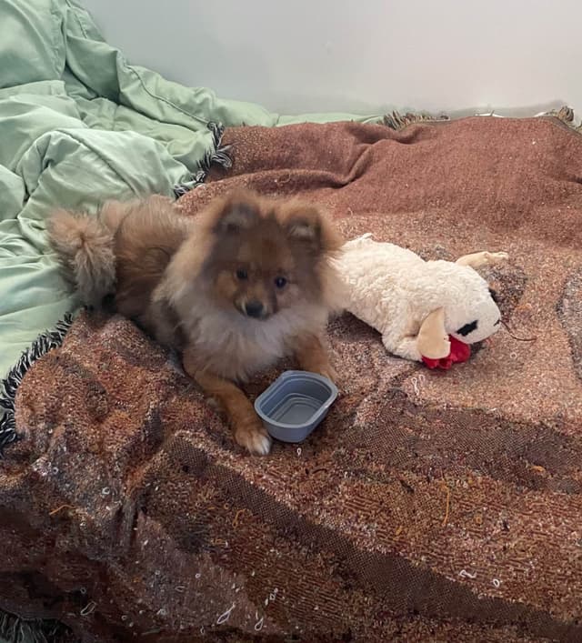 Pomeranian Puppies media 3