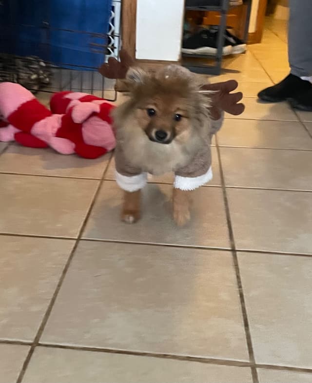 Pomeranian Puppies media 4