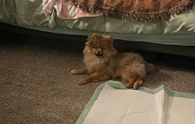 Pomeranian Puppies media 5