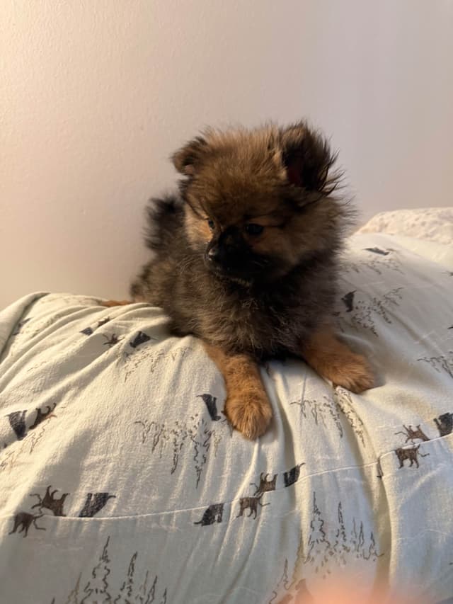 Pomeranian Puppies media 2