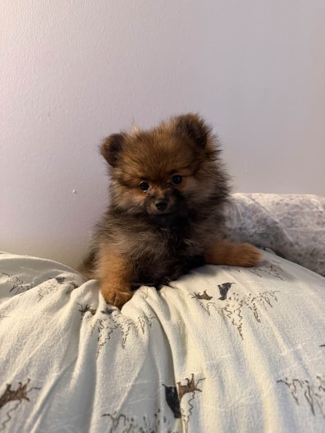 Pomeranian Puppies media 3