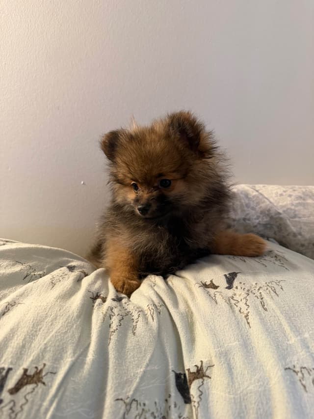 Pomeranian Puppies media 4