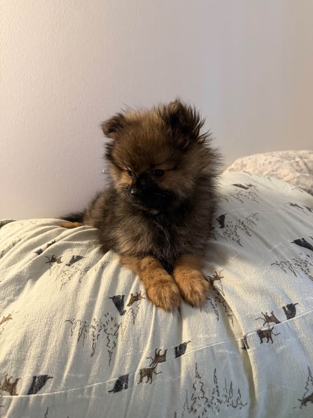 Pomeranian Puppies media 5