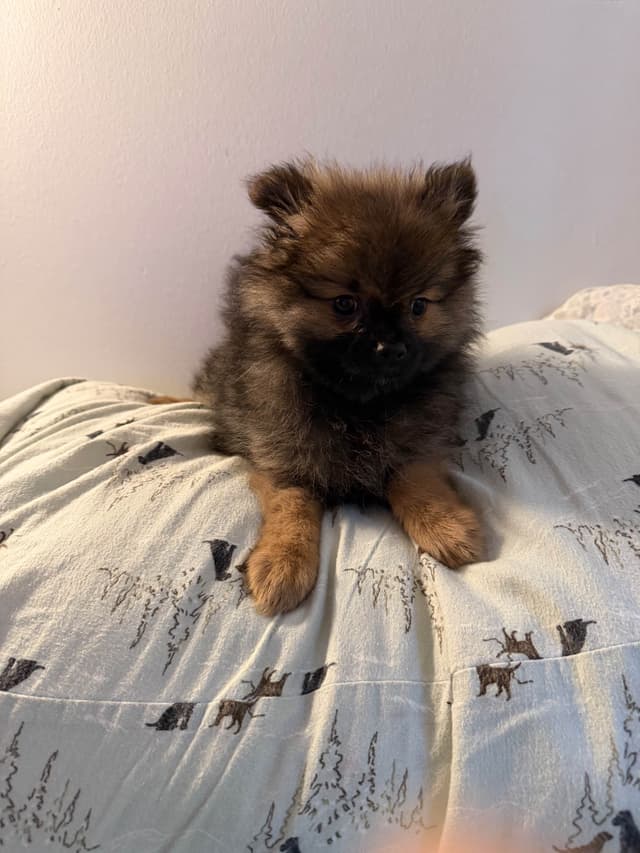 Pomeranian Puppies media 6