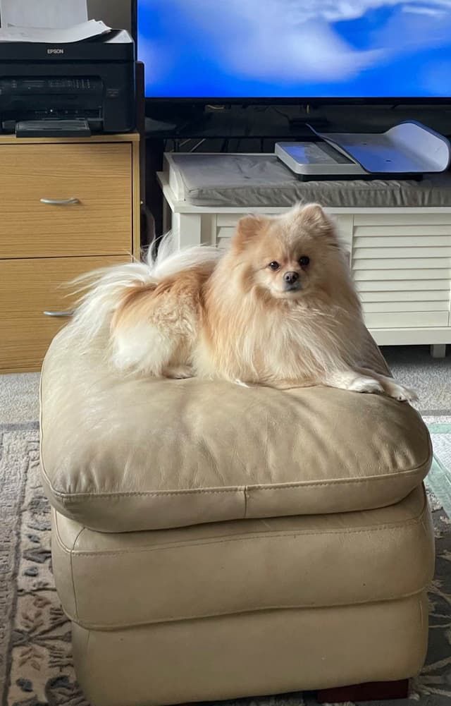 Pomeranian Puppies media 4