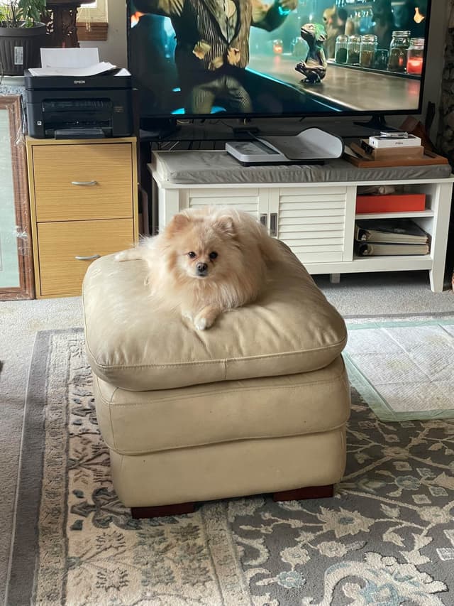 Pomeranian Puppies media 5