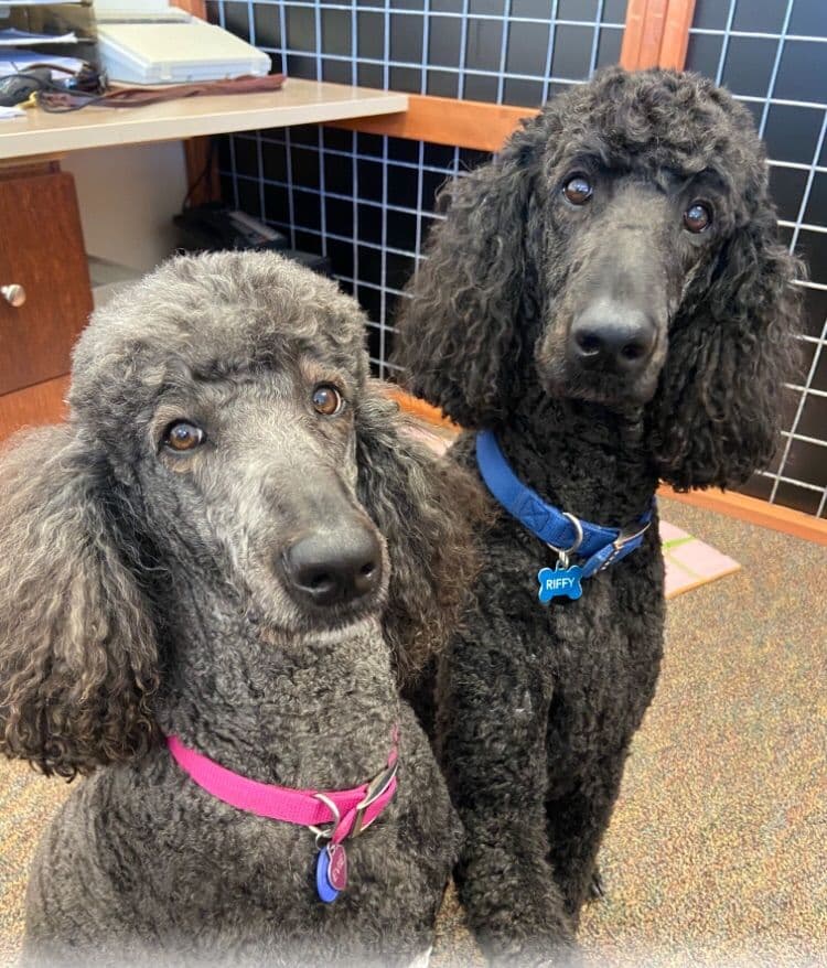 Standard Poodle Puppies in Wisconsin breeder image 1