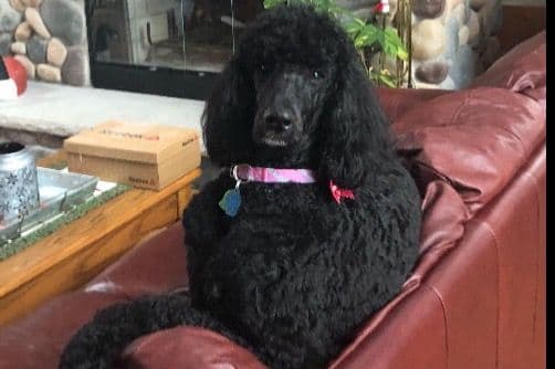 Standard Poodle Puppies in Wisconsin breeder image 2
