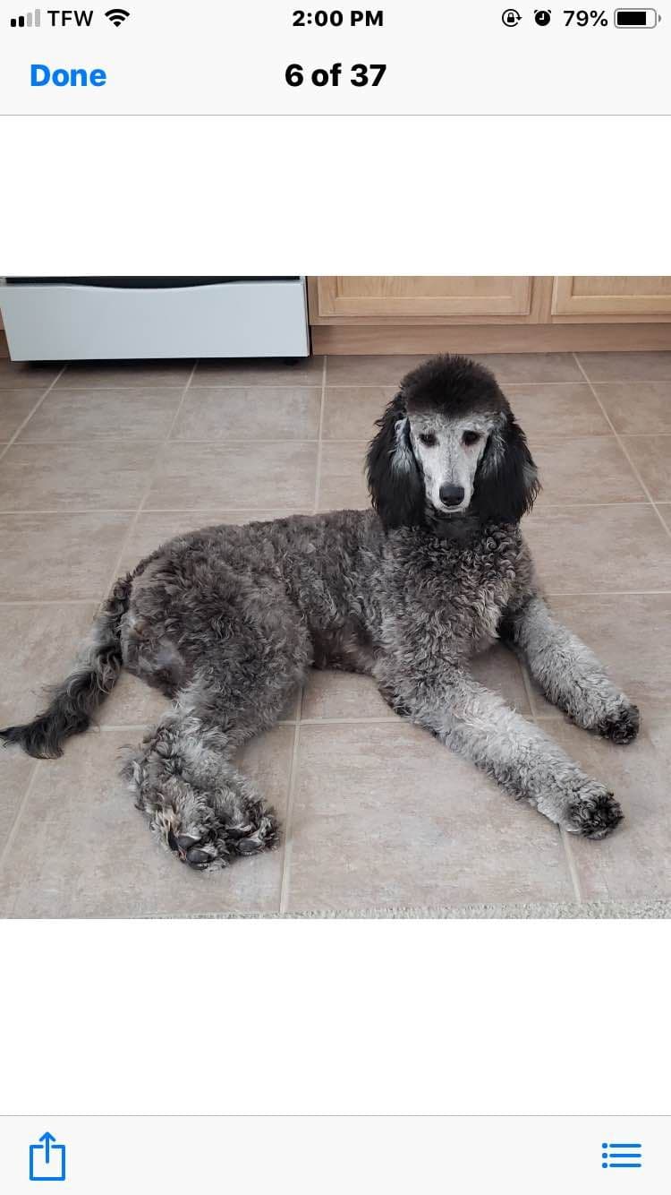 Standard Poodle Puppies in Wisconsin breeder image 4