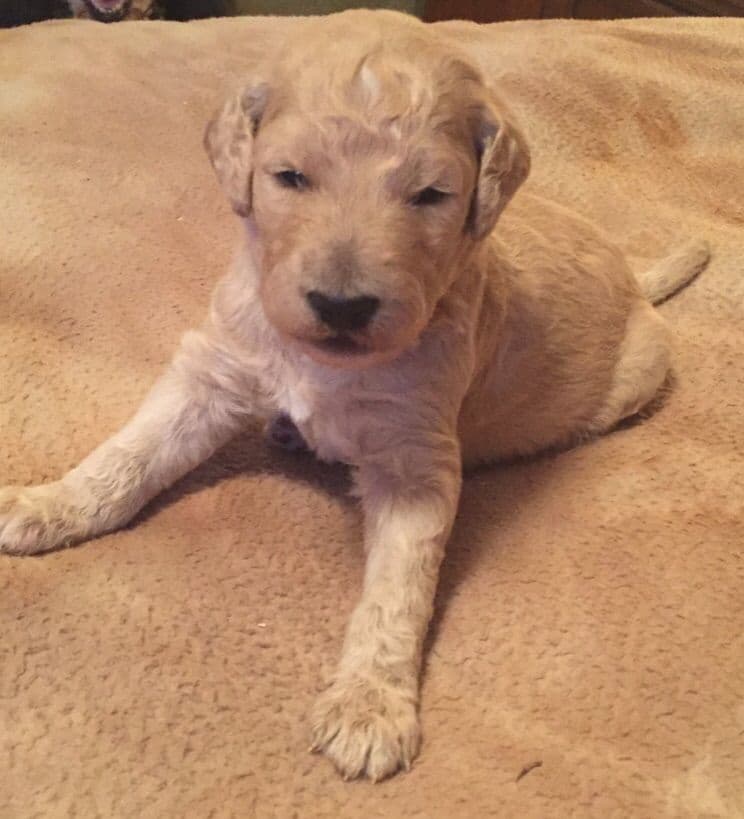 Standard Poodle Puppies in Wisconsin breeder image 5