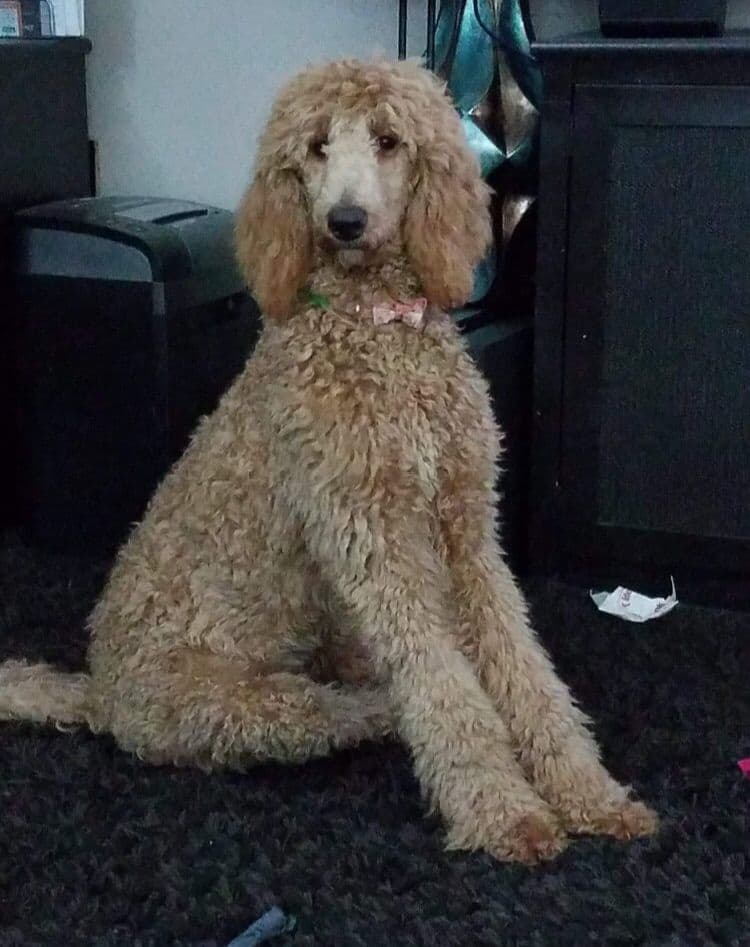 Standard Poodle Puppies in Wisconsin breeder image 3
