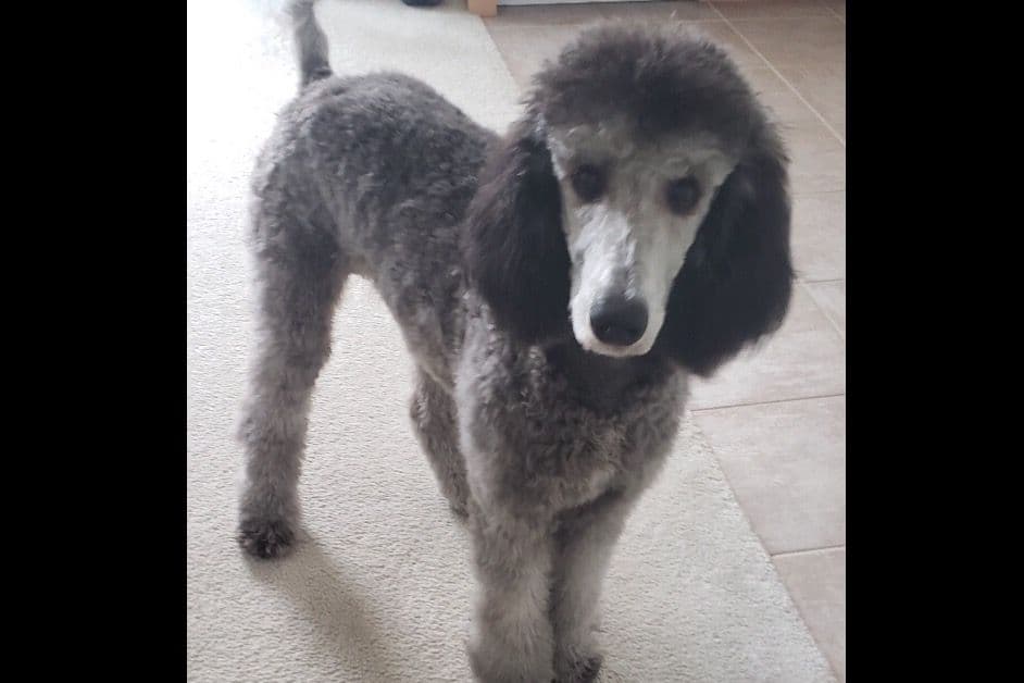 Standard Poodle Puppies in Wisconsin breeder image 7