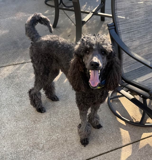 Standard Poodle Puppies in Wisconsin media 4