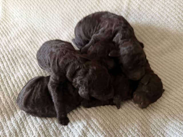 Standard Poodle Puppies in Wisconsin media 7