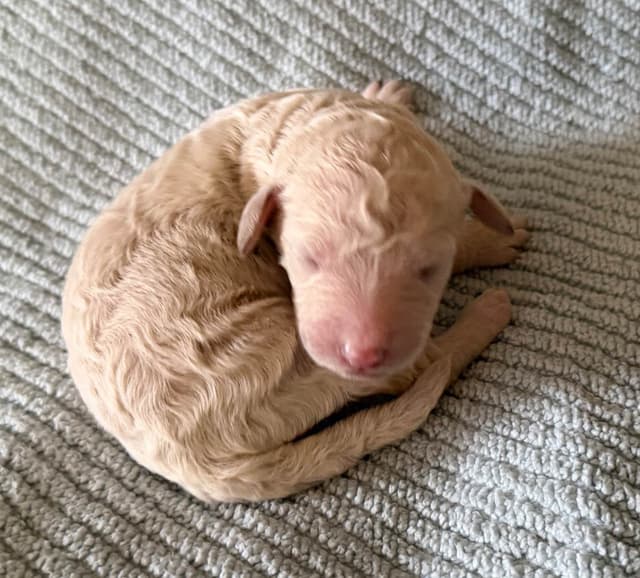 Standard Poodle Puppies in Wisconsin media 8