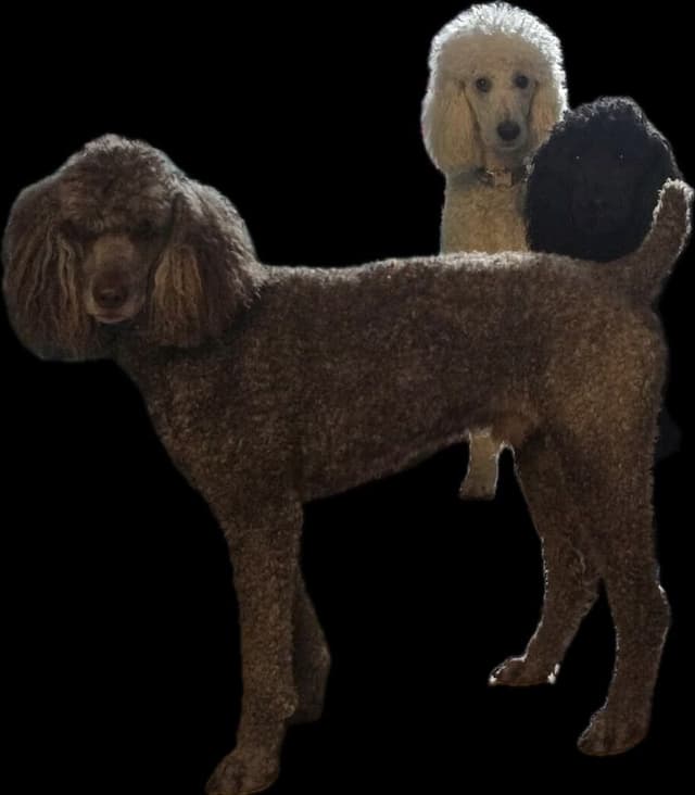 Standard Poodle Puppies in Wisconsin media 5