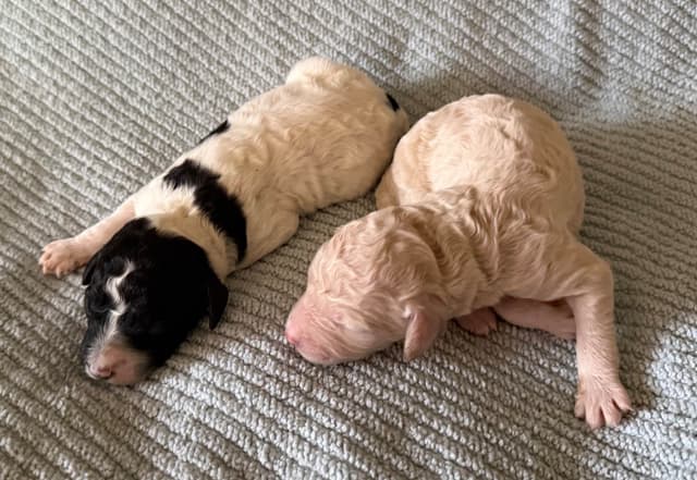 Standard Poodle Puppies in Wisconsin media 11