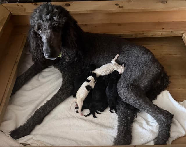 Standard Poodle Puppies in Wisconsin media 6
