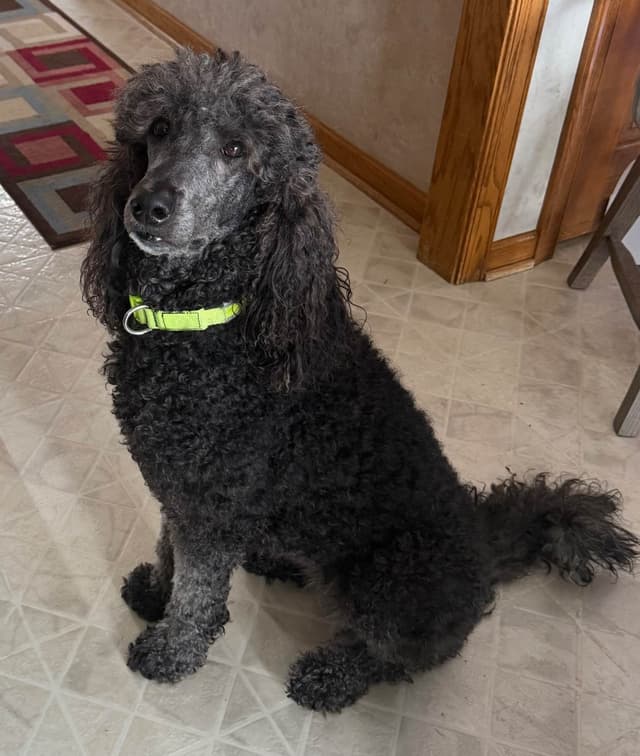 Standard Poodle Puppies in Wisconsin media 3