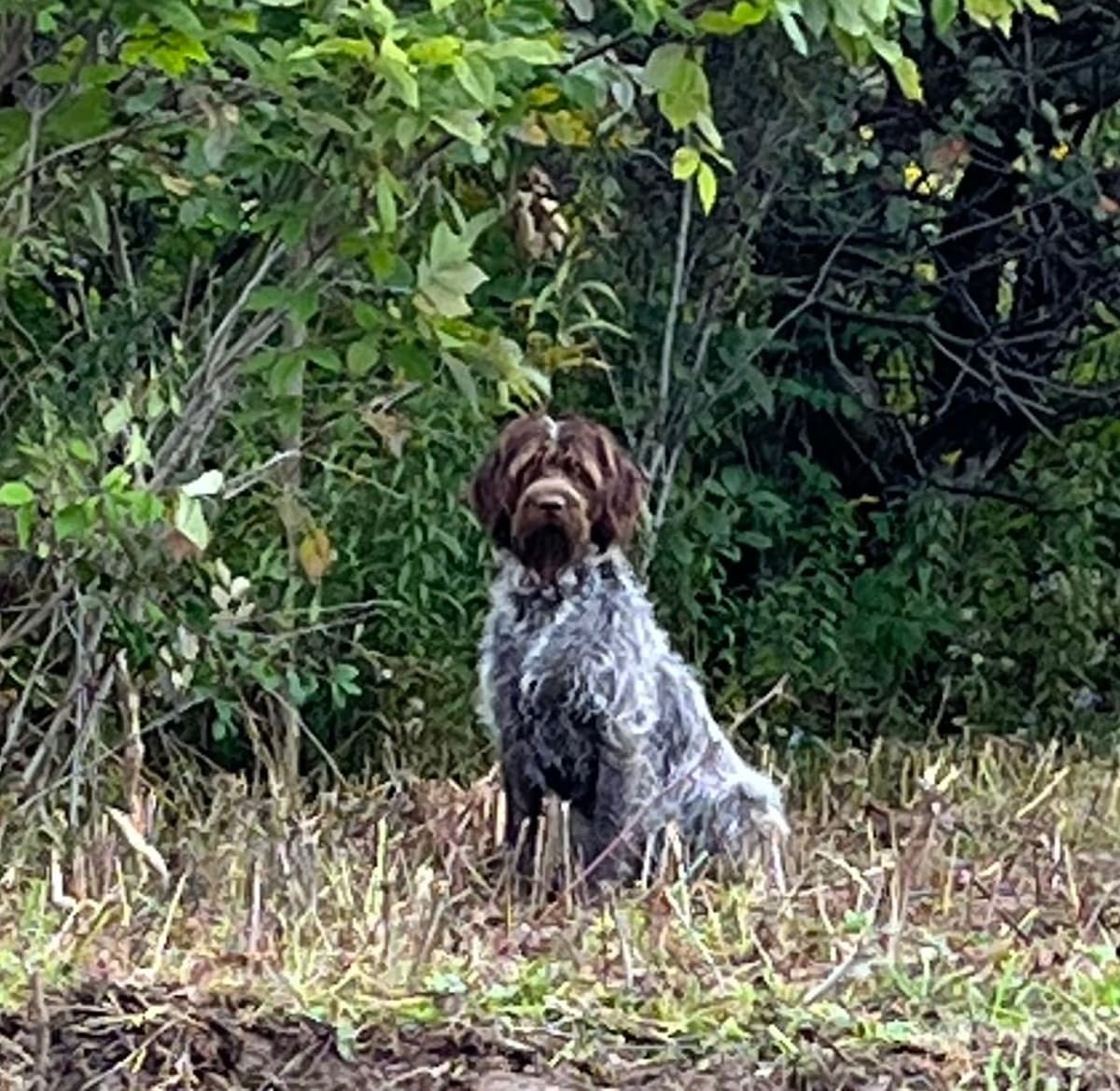 Wirehaired Pointing Griffon Puppies breeder image 1