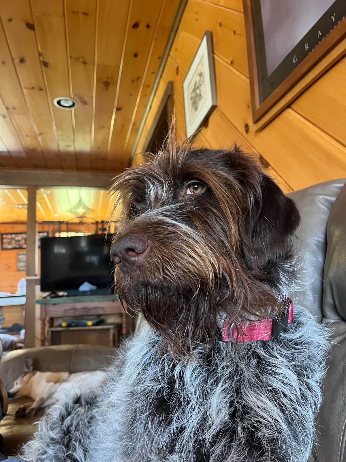 Wirehaired Pointing Griffon Puppies breeder image 2
