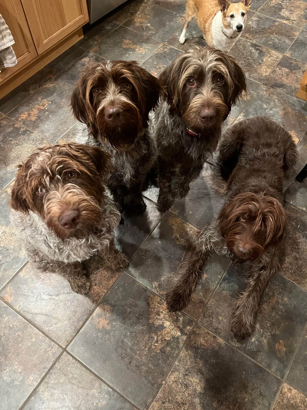 Wirehaired Pointing Griffon Puppies breeder image 3