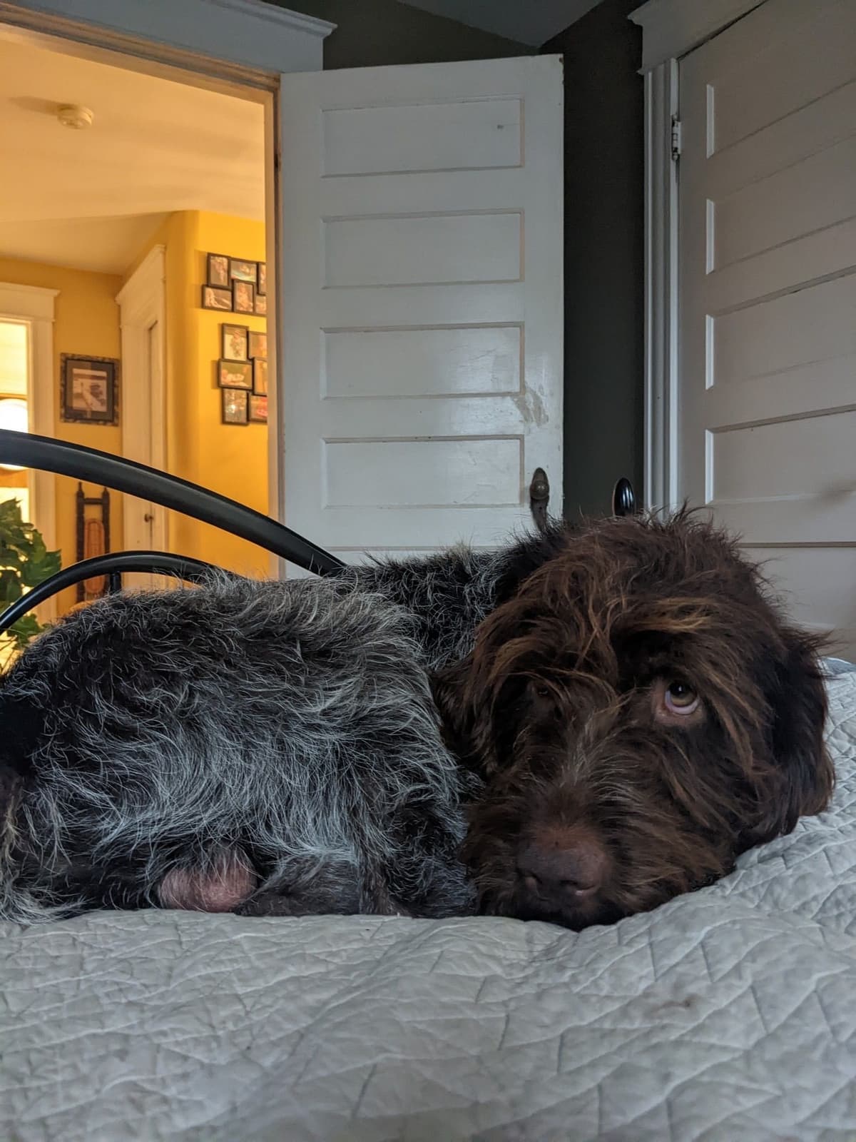 Wirehaired Pointing Griffon Puppies breeder image 7