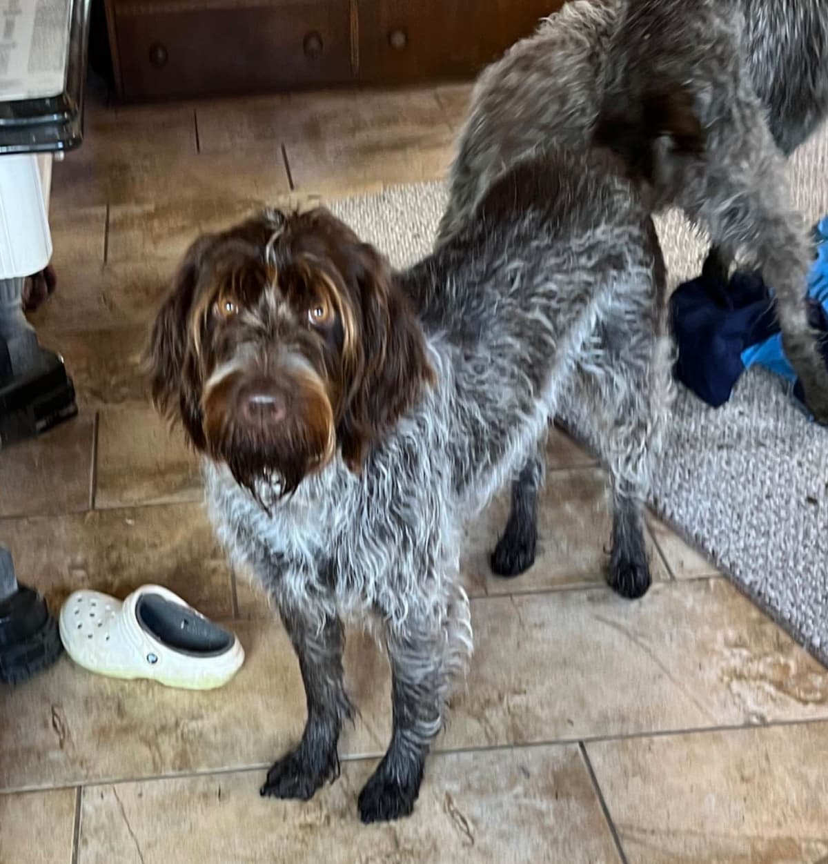 Wirehaired Pointing Griffon Puppies breeder image 6