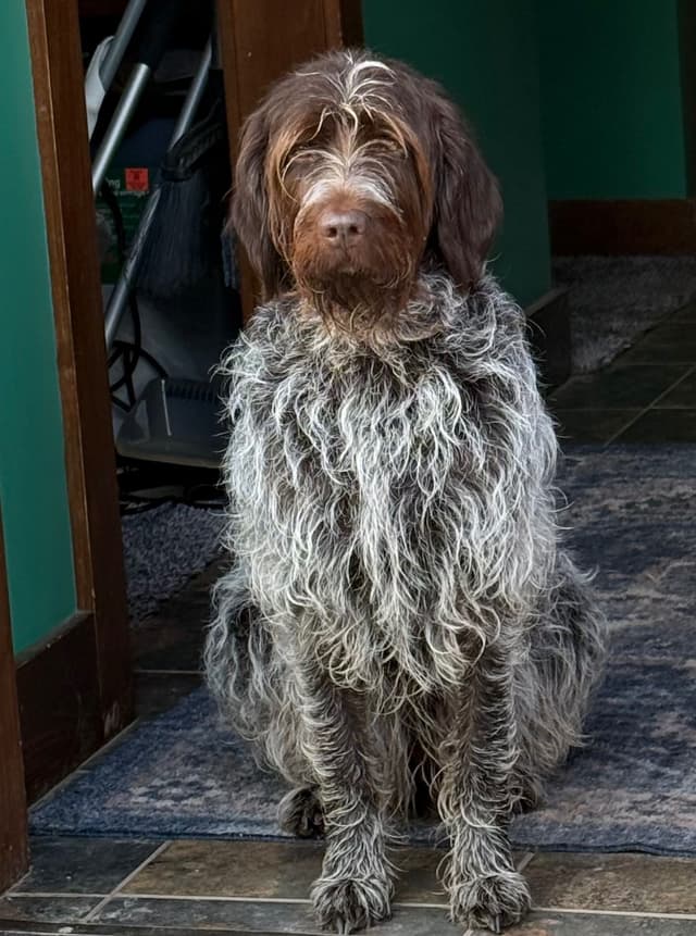 Wirehaired Pointing Griffon Puppies media 2