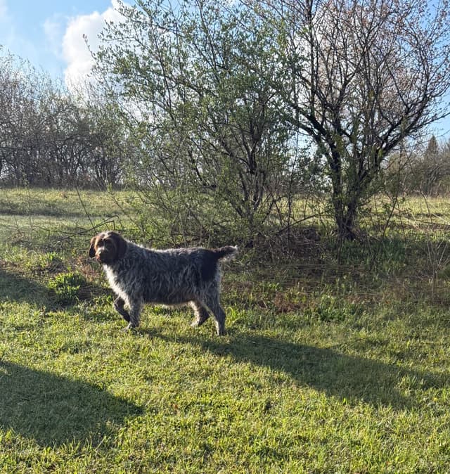 Wirehaired Pointing Griffon Puppies media 3