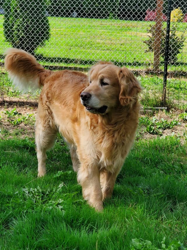 Golden Retriever Puppies media 8