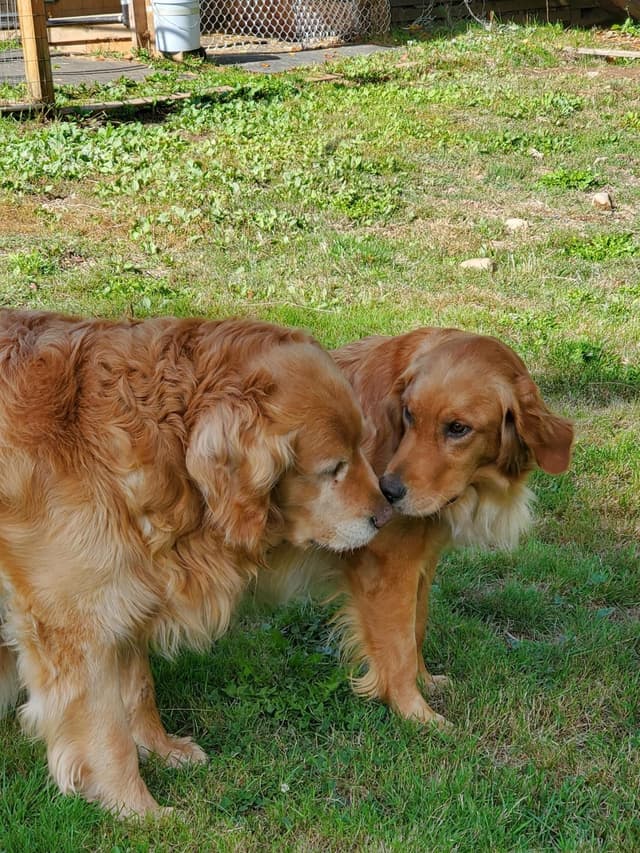 Golden Retriever Puppies media 9