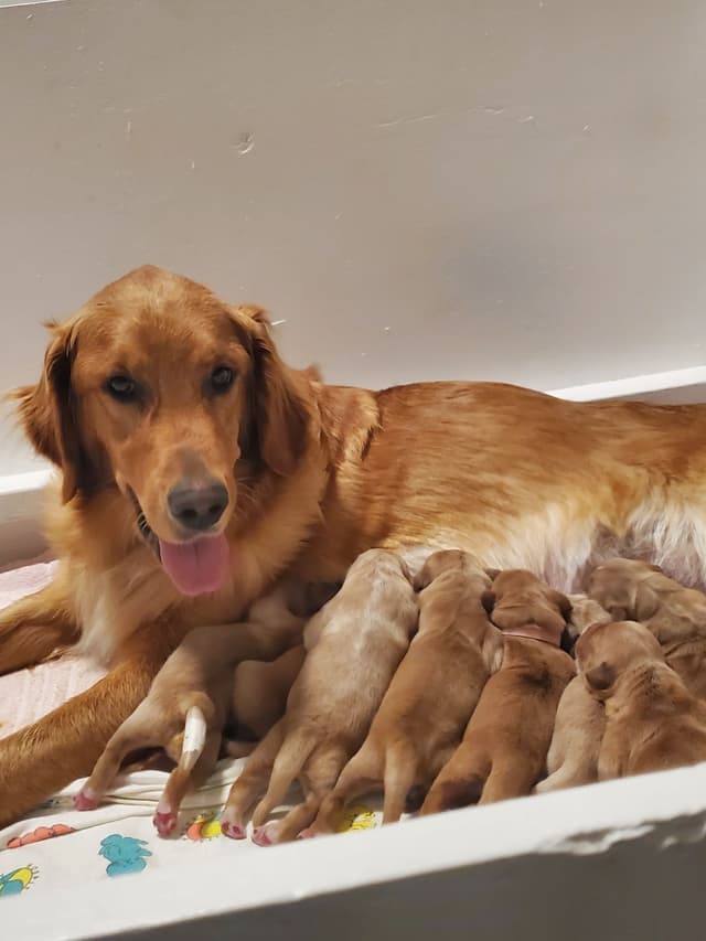 Golden Retriever Puppies media 10