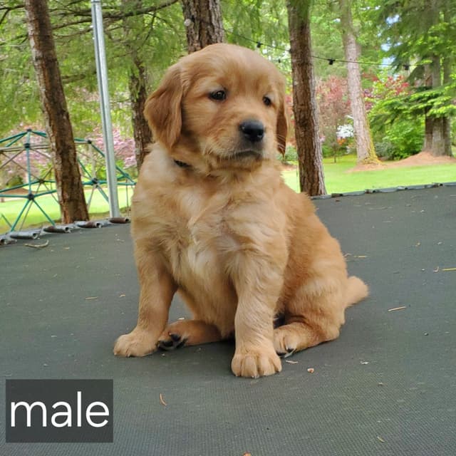 Golden Retriever Puppies media 3