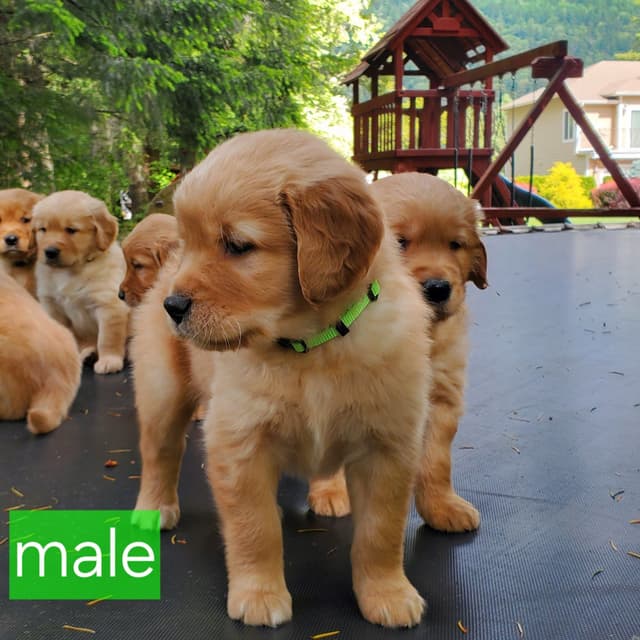 Golden Retriever Puppies media 4