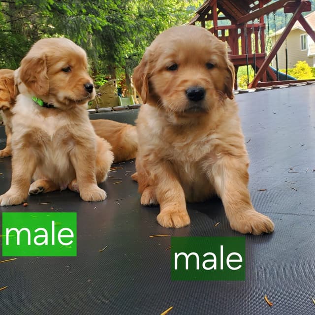 Golden Retriever Puppies media 5