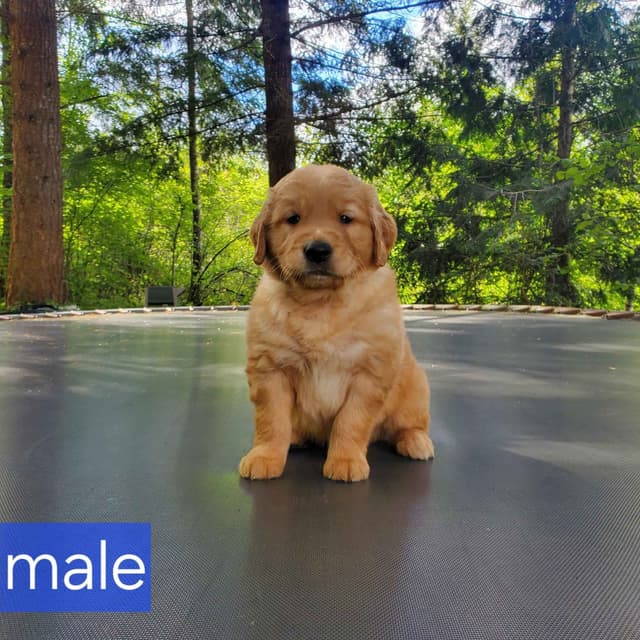 Golden Retriever Puppies media 6