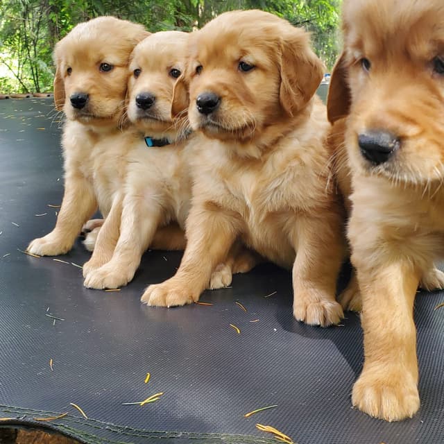 Golden Retriever Puppies media 7