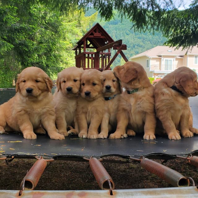 Golden Retriever Puppies media 2