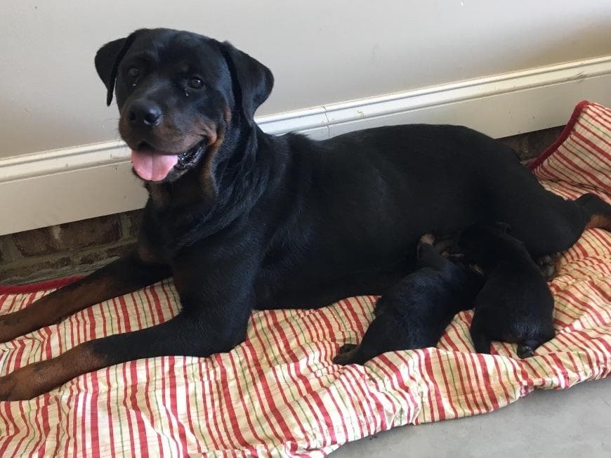Rottweiler Puppies breeder image 2