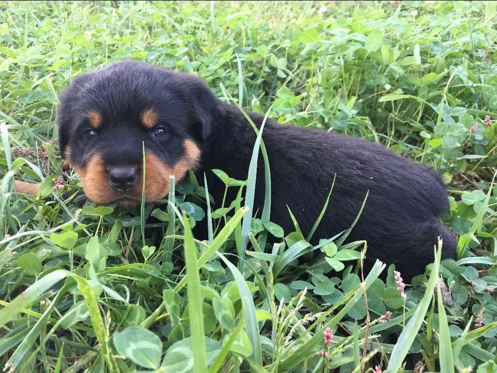 Rottweiler Puppies breeder image 3