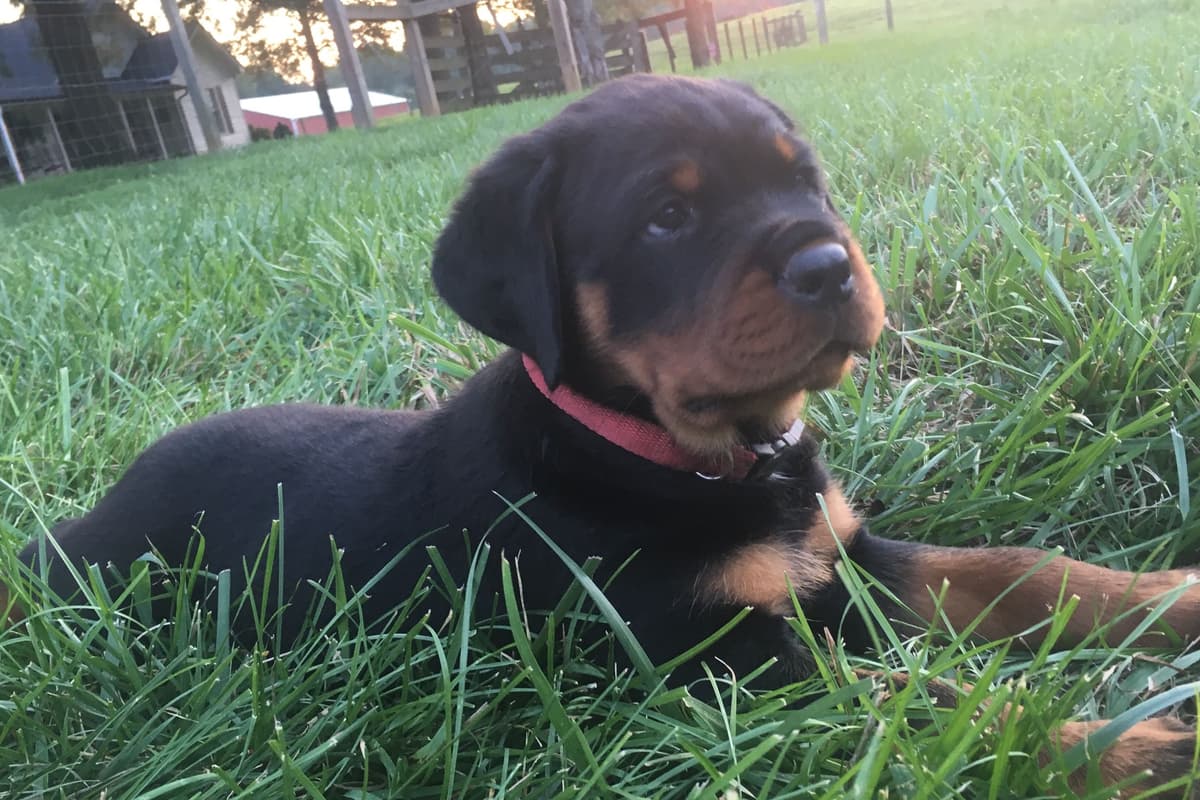 Rottweiler Puppies breeder image 8