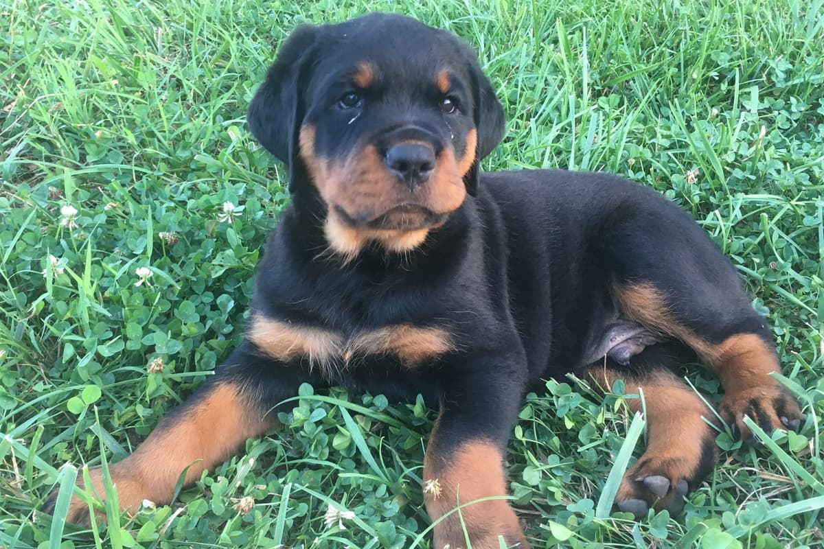 Rottweiler Puppies breeder image 9