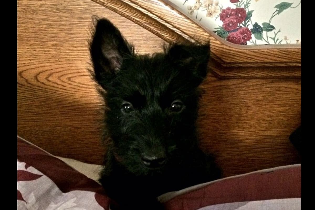 Scottish Terrier Puppies breeder image 1