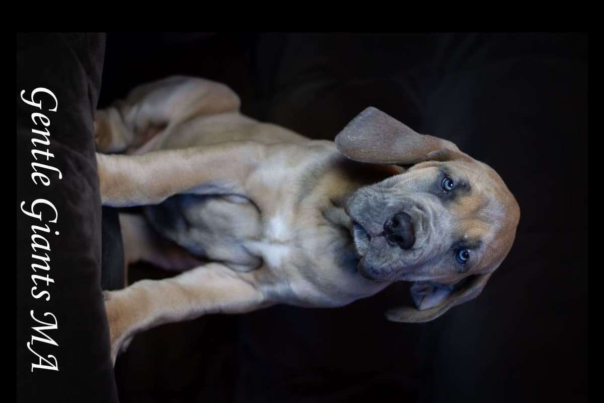 Mini Dachshund Puppies breeder image 2