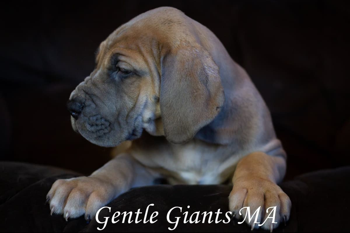 Mini Dachshund Puppies breeder image 3