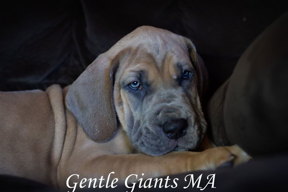 Mini Dachshund Puppies breeder image 4
